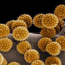 Allergies and intolerances: Beyond Skin (and Nose) Deep