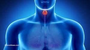 Root causes of Thyroid issues & what you can you do to test and treat