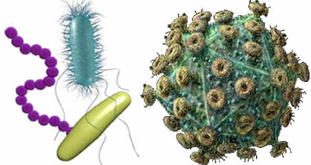 The Magic of medicinal mushrooms (& other natural immune boosters)