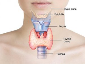 thyroid